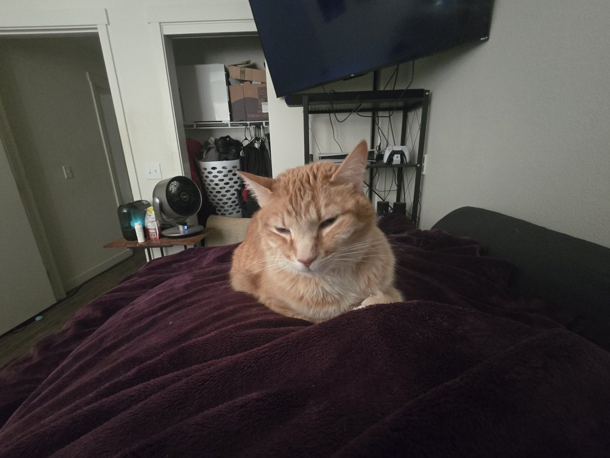 Lucifer2779's tweet photo. Adopted this absolute angel on Friday and she has come out of her shell so much. https://t.co/c4k5rRx4en