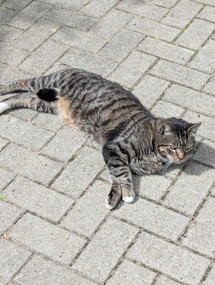 spektralnil's tweet photo. @ColibriComics 

Glotzt mal! 😱 Meine erste freilaufende Miezekatze in der Innenstadt! 🎆❤️ https://t.co/Q0cVZGiU9x