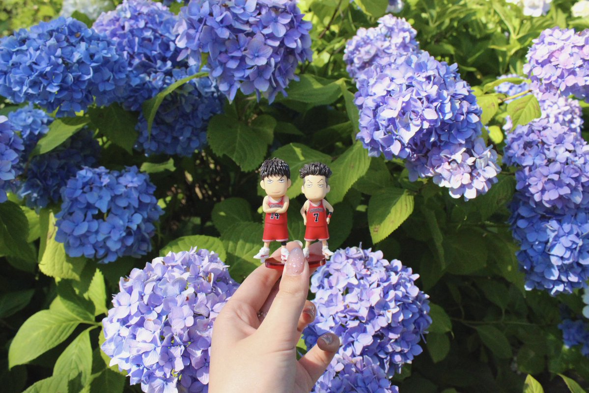 sd_14714's tweet photo. 三リョと紫陽花💠🌿 ܸ https://t.co/GBYrnqVOkr