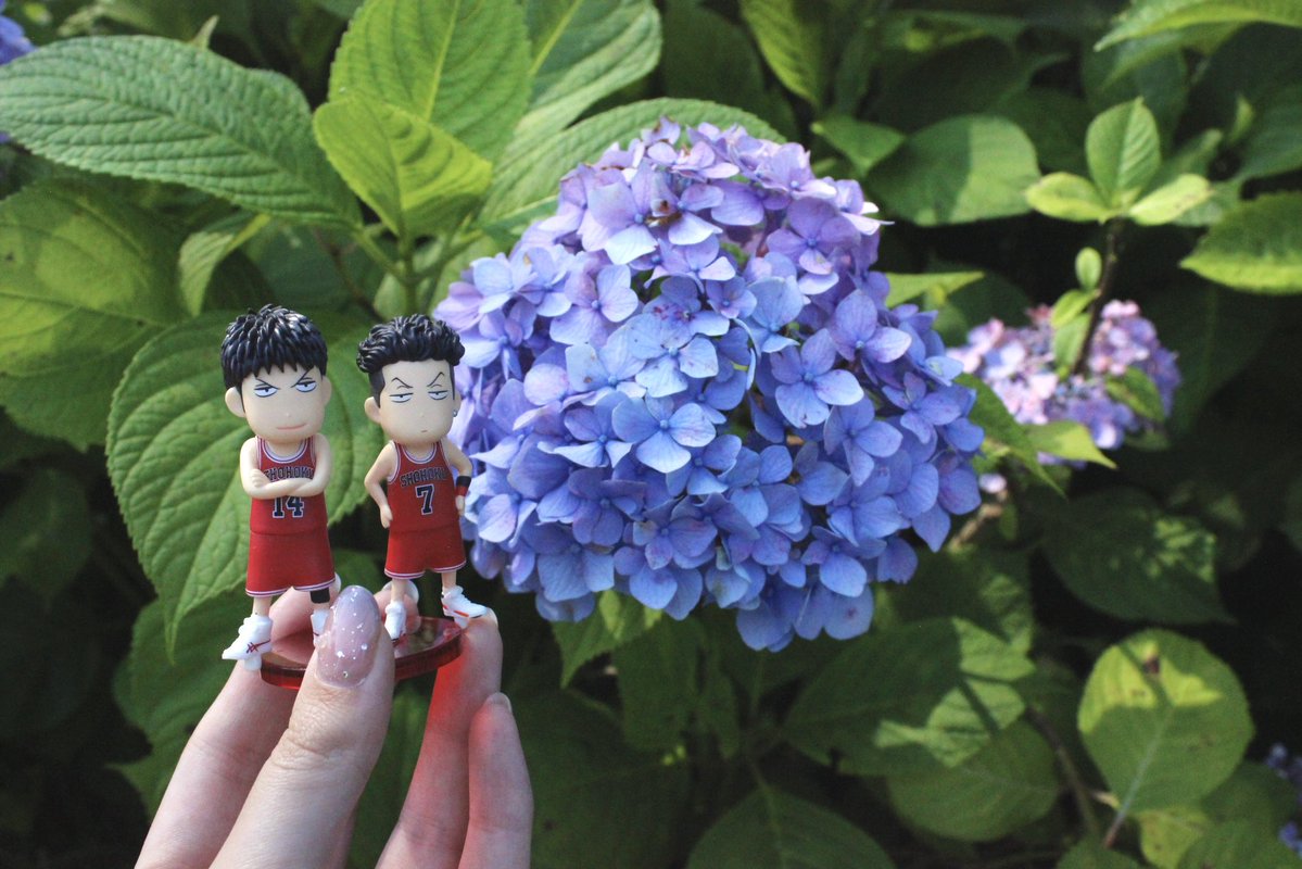 sd_14714's tweet photo. 三リョと紫陽花💠🌿 ܸ https://t.co/GBYrnqVOkr