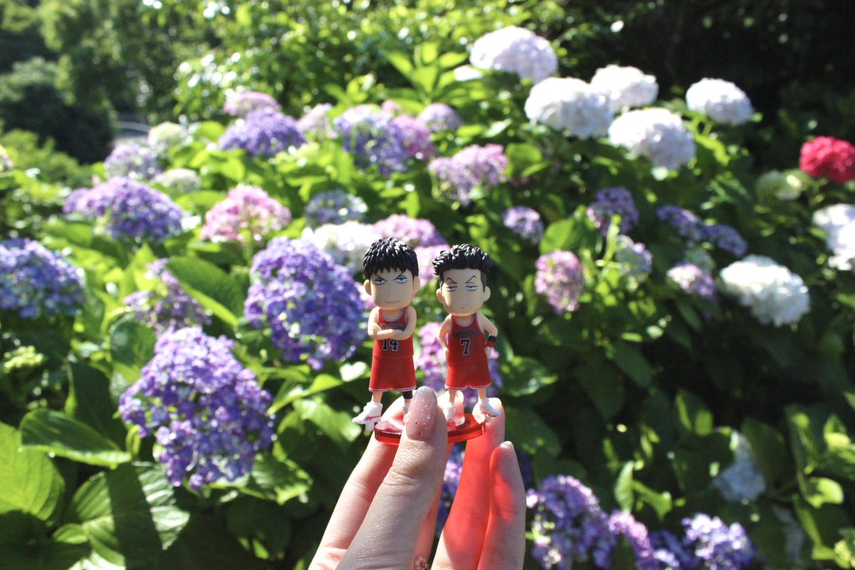 sd_14714's tweet photo. 三リョと紫陽花💠🌿 ܸ https://t.co/GBYrnqVOkr