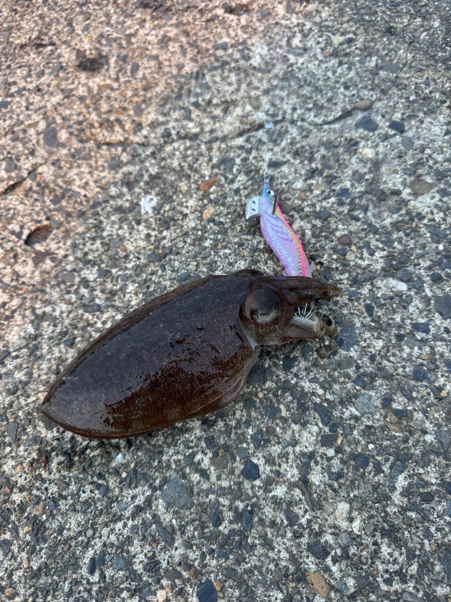 gray__9999's tweet photo. 昨日は昼間はチニング夜はエギング🦑
昼はキビレを手前でポロリしたがコチとフッコはキャッチ😁
夜は本命スミイカと手前で釣れたヒトデ🙄 https://t.co/s9968lJRDv