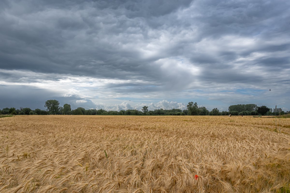 MarcWezema75157's tweet photo. #vrtweer #weerfoto #wolken #zon #wind #nikonphotography #weatherphotography @meteoBram @Weerbord #Zele 12u00 https://t.co/DzdS05qCyk