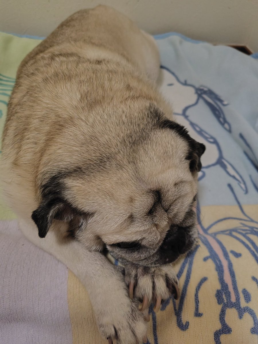 senryuyama's tweet photo. 🐶『イマパグなのだー👍🌟』

#モナカパグ #パグ #パグ犬 https://t.co/siMpbAiEXV