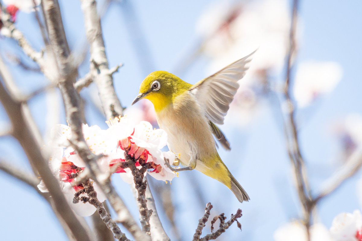 valen20160214's tweet photo. #私はカメラでこんな写真を撮ってる人です
野鳥も撮るよ https://t.co/zMtFWhlwm8