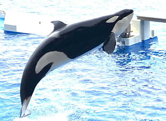 EbisenEx's tweet photo. 水族館は楽しい https://t.co/02l8AbfgUc