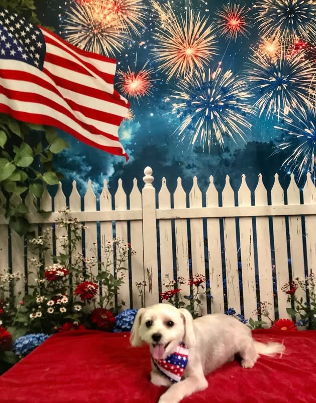 StyleNPups's tweet photo. Style N Pups of Jensen Beach, Your Top choice for Dog Grooming! #stylenpups #veteranownedbusiness #DogsofTwittter #DogsOnTwitter #jensenbeach #treasurecoast #Dog #TREASURECOAST #dogs #jensenbeach #martincounty #dogsarelove #dogsonx #PuppyLove #PuppyLovers https://t.co/WEdCAAy6Dx