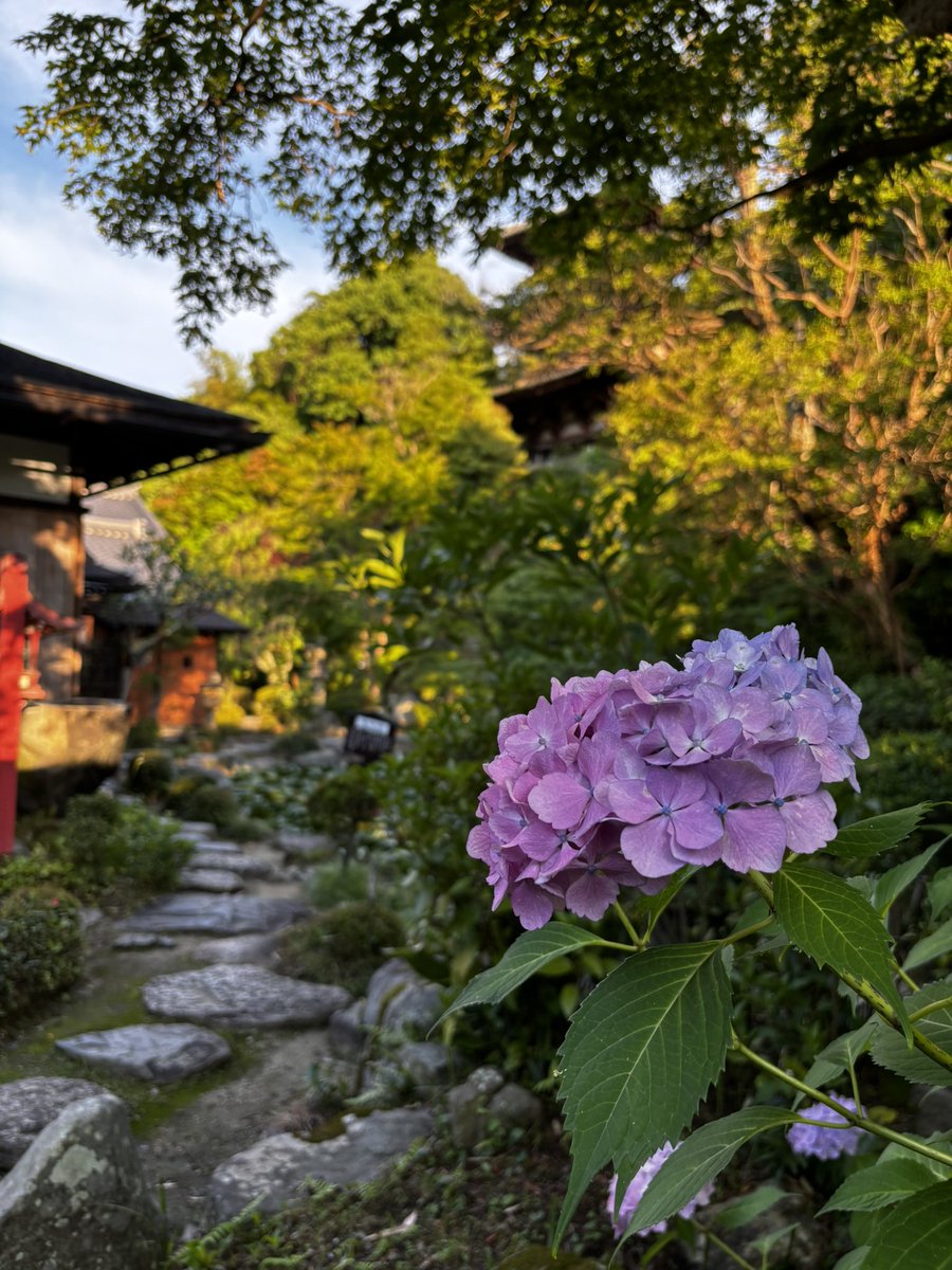 taima_dera's tweet photo. 中之坊庭園の紫陽花が見ごろを迎えています🐌

ー 當麻寺 中之坊 https://t.co/MROWFZHGnI