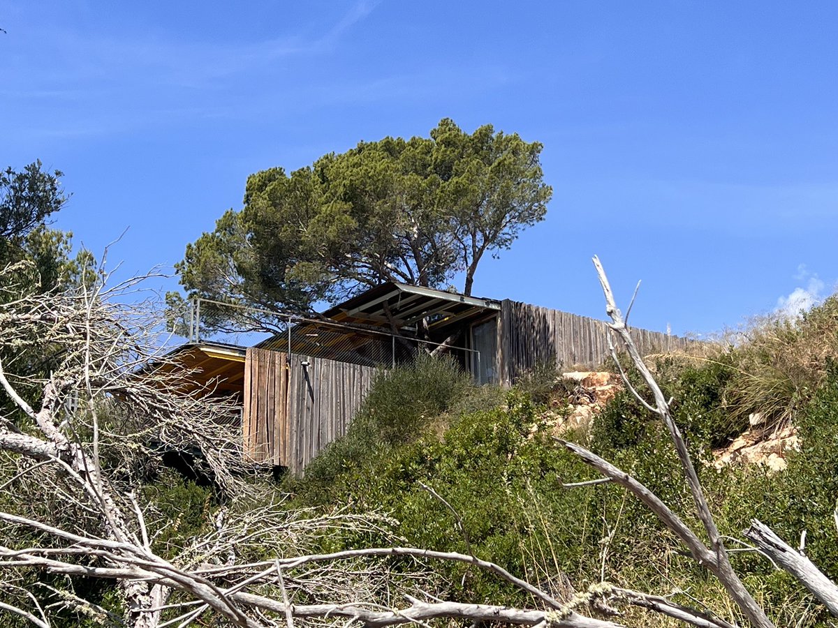xiscoroig's tweet photo. Iluminades d’arquitectes. Un pi amb sòls pobres integrat dins un habitatge. Fa 3 anys el vent en va tomar dotzenes a la zona #Menorca https://t.co/qq11GQVzmh