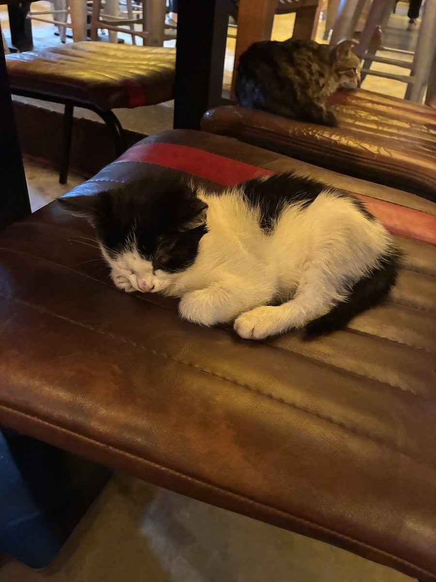 melankedy's tweet photo. if sokakta kendini sevdiren bebek kedi var cabuk kosun !! https://t.co/vXFQz4jhuJ