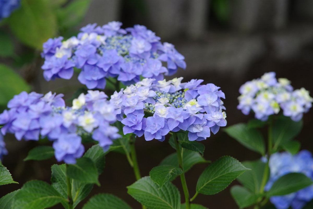 PENTAXXER's tweet photo. J limited 01／Carl Zeiss Jena DDR electric MC Sonnar 135mm F3.5

'26 白山神社あじさいまつり～（４）

前からあったかな？🤔ちょっと開成ブルーに似ている品種。
離れた位置に咲いていたので望遠で。

#紫陽花 #白山神社 #リコペン花倶楽部 #PENTAX #jlimited01 #M42 #CarlZeissJena #Sonnar135 https://t.co/Rk5Oi8bVrV