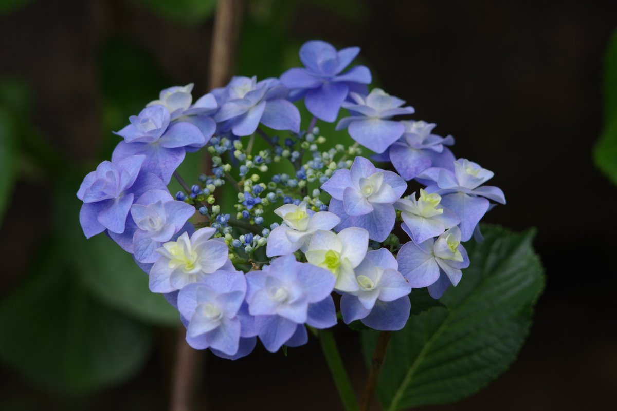 PENTAXXER's tweet photo. J limited 01／Carl Zeiss Jena DDR electric MC Sonnar 135mm F3.5

'26 白山神社あじさいまつり～（４）

前からあったかな？🤔ちょっと開成ブルーに似ている品種。
離れた位置に咲いていたので望遠で。

#紫陽花 #白山神社 #リコペン花倶楽部 #PENTAX #jlimited01 #M42 #CarlZeissJena #Sonnar135 https://t.co/Rk5Oi8bVrV