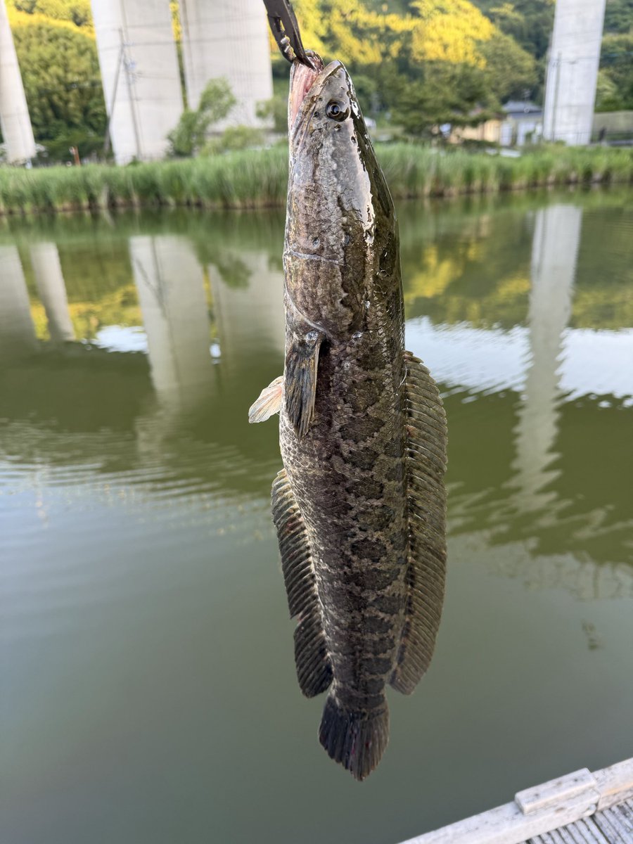 DullSwingMen's tweet photo. 雷魚
美し
絵になる https://t.co/YeXC7IuZK8