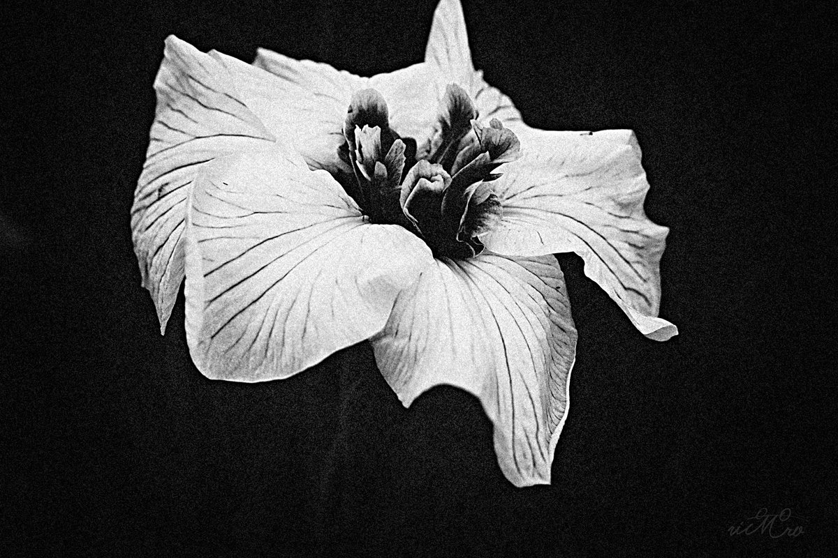 ri0M0ro's tweet photo. モノクロで映える、菖蒲の表情

#gr4mono 
#gr4monochrome https://t.co/6gLCLIcQFg