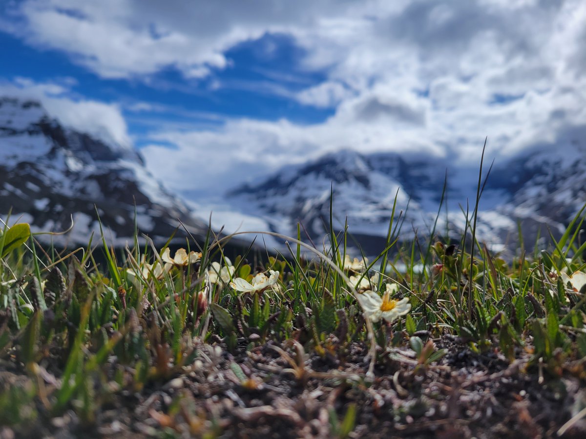 StarrySummitCDN's tweet photo. Even in the high country of Jasper National Park on ridges around the Columbia Icefield, wildflowers can start to be found dotting the landscape.  Our guided backpacking season is starting off in a couple weeks, check out our adventures here https://t.co/7LTBmTXaTx
#MyJasper https://t.co/vNe2bJbuTi