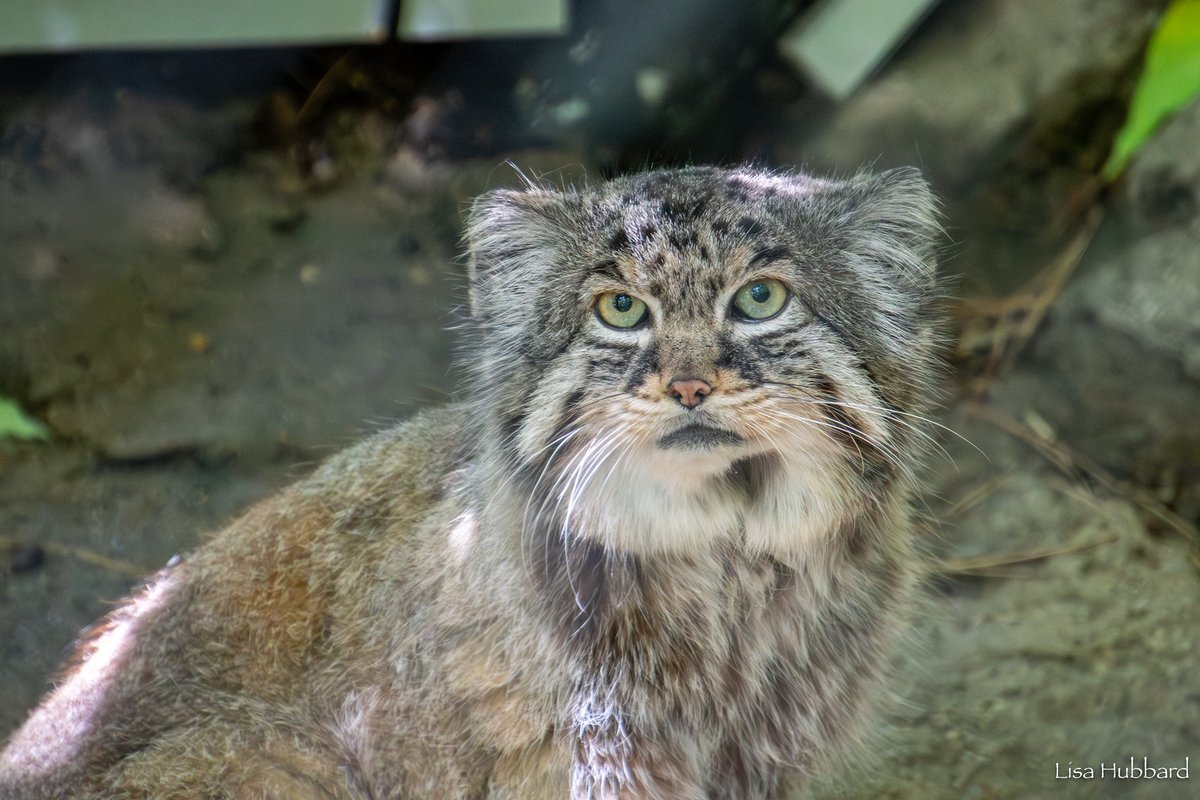 Cincinnati Zoo tweet media