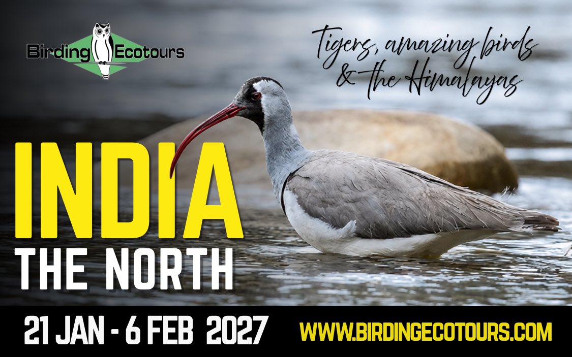 Birding Ecotours tweet media