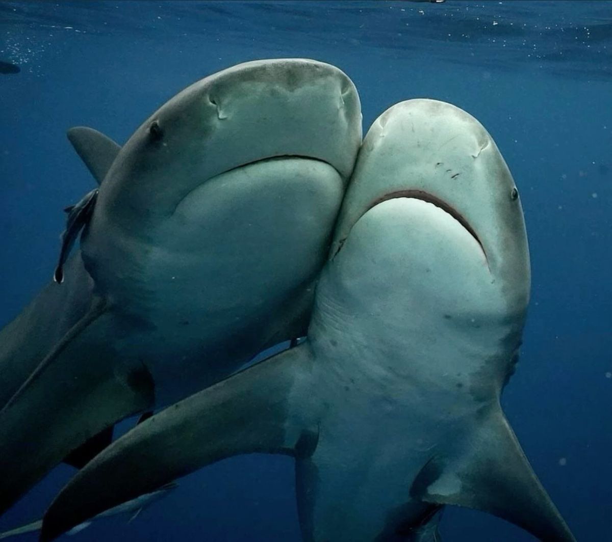 equine__dentist's tweet photo. me and my beautiful shark wife that i love exploring the boundless ocean together https://t.co/i4GtV7h4YM