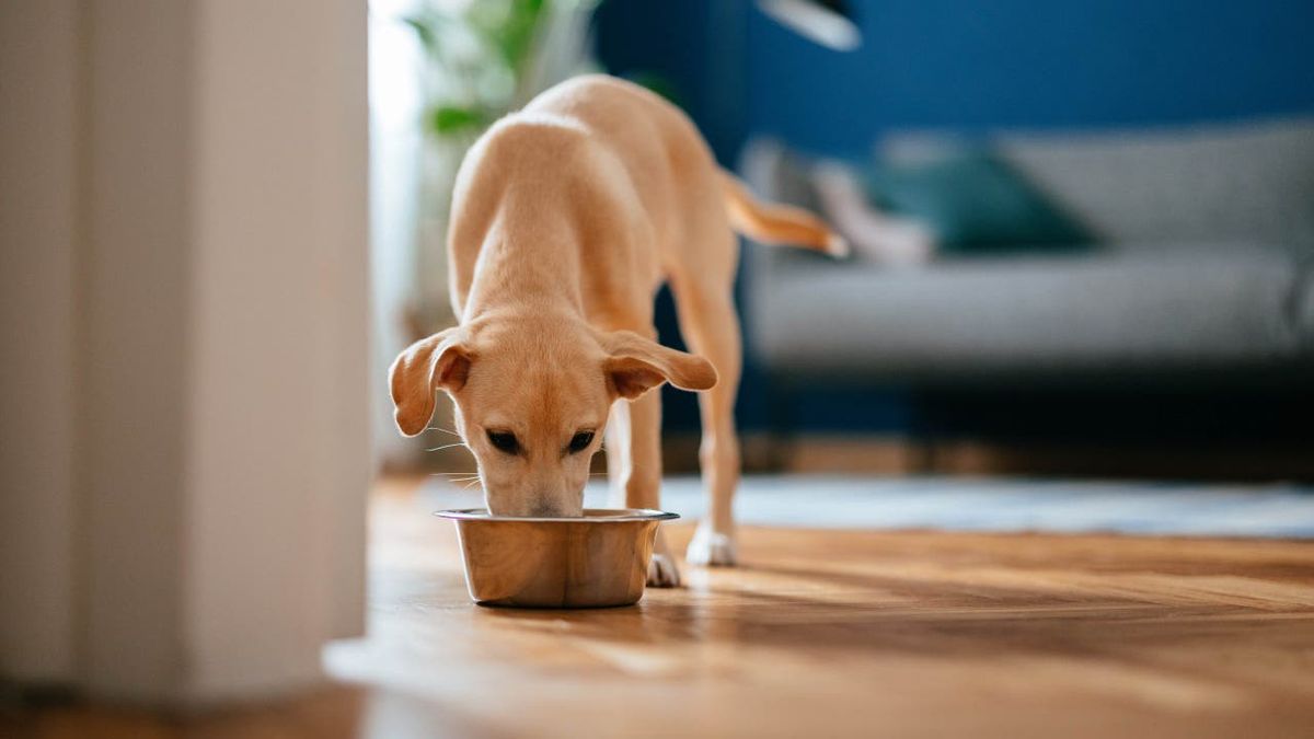 FOX2News's tweet photo. Pet owners are urged to check their shelves after an expanded recall of pet food sold in dozens of states due to potentially dangerous vitamin deficiencies. https://t.co/CIGQzPYlp7 https://t.co/6VaKal6OyQ