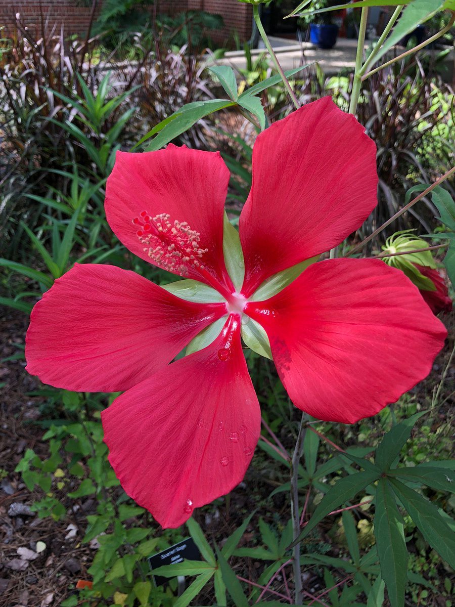 FloridaMGs's tweet photo. Native hibiscus are blooming this month. These shrub-like perennials are also called rosemallows. They attract pollinators and have large, eye-catching flowers, like this scarlet rosemallow (or marsh hibiscus). More hibiscus @UF_IFAS Gardening Solutions: https://t.co/simtvMHGwO https://t.co/GAimkOrPhK