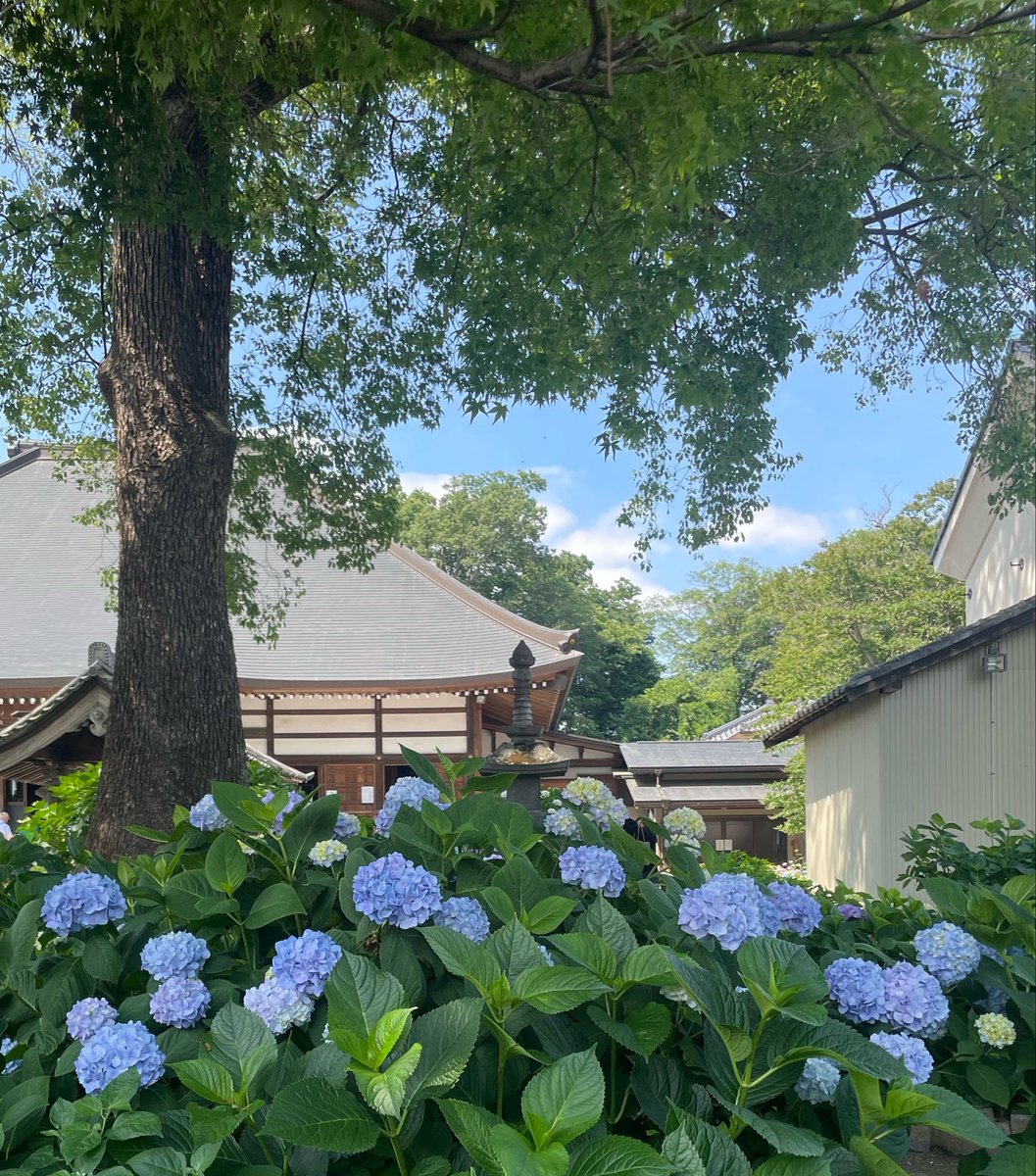vor015's tweet photo. 進入梅雨季了😆
繡球花快要盛開了 https://t.co/gp1welYUtw