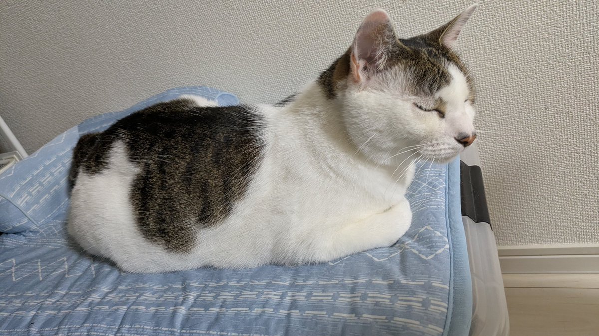 Neko_Ron's tweet photo. ねこねこ！ https://t.co/lYNRle2znq