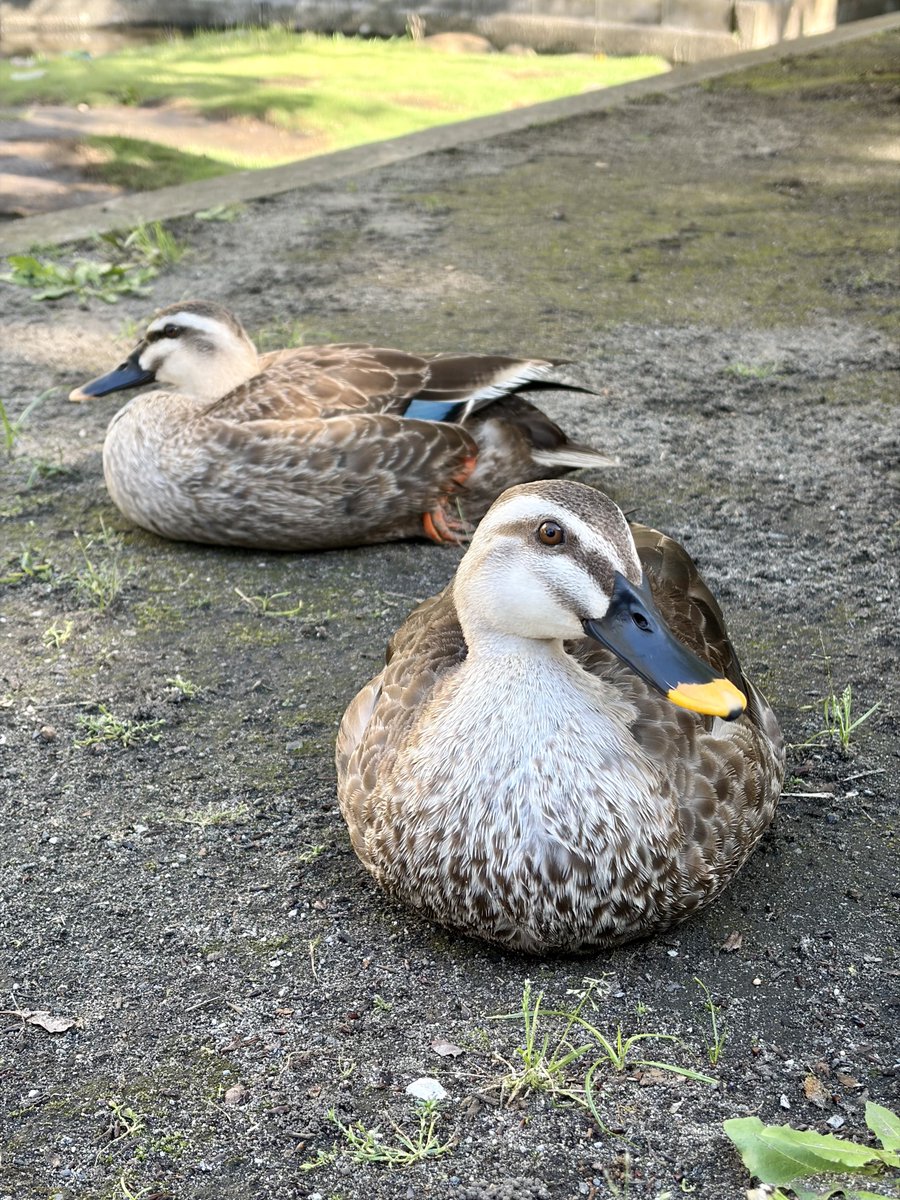 KurumiPurarine's tweet photo. 逃げないカモ🦆 https://t.co/3rxOzxlgYS