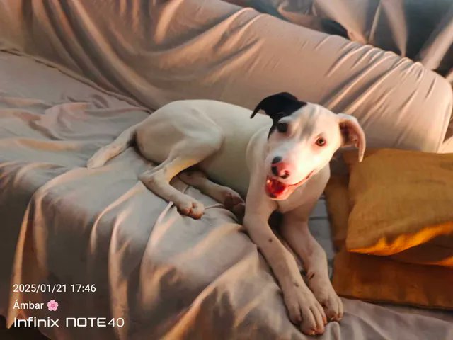 AlertaMePerdi's tweet photo. #ACTUALIZACION #PERDIDO #GUAYAQUIL
Nombre: #Max
Fecha: 2026-06-06
Sector: Norte, Bastión Popular blq4 MZ 698
Sexo: Macho
Raza: Mestizo
Observación: Mancha negra en la oreja y parte de la cara
Contacto: 0996378590
¡Ayúdalo a volver con su familia!
#AlertaMePerdí https://t.co/TlW9ypVEEk
