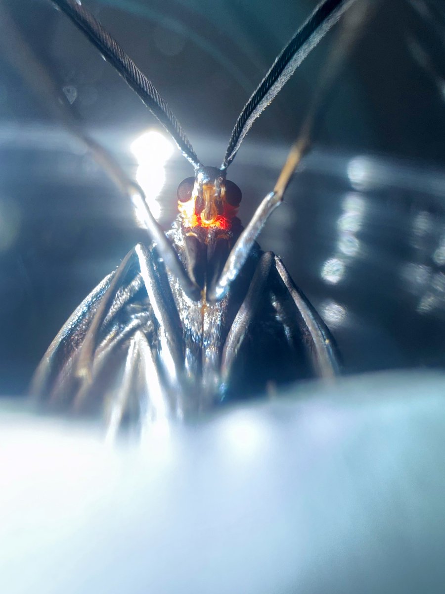 adra_insect's tweet photo. 通路で踏まれそうだった終齢幼虫を持って帰ってきてしばらく保管していたホタルガ蛹ちゃんが、先日無事に羽化しました！
微動だにしないのと中々色変わらないからだいぶ焦った😖良かった！！ https://t.co/3cadCQxn8R
