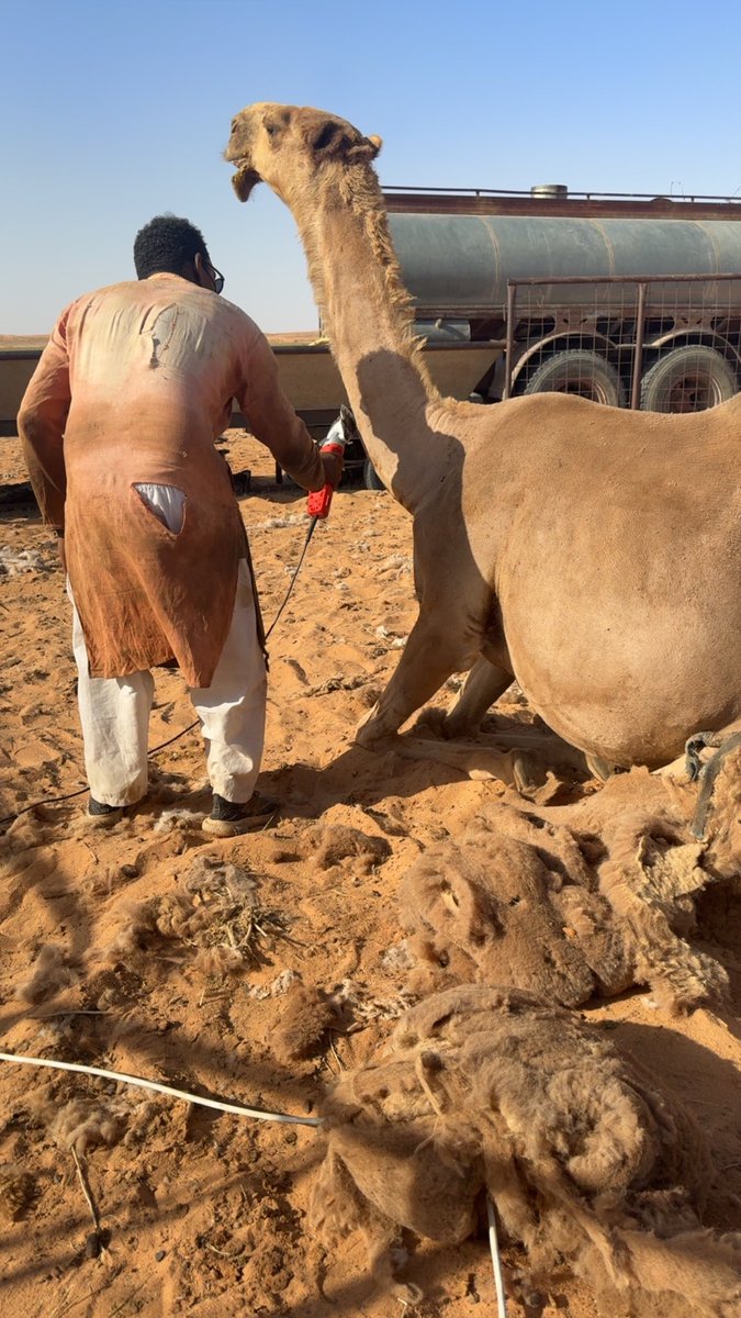 xf_sd1's tweet photo. حكوم الشعل 🔥. 
بذن الله لها تواجد في مهرجان الملك عبدالعزيز الابل النسخة الحادي عشر 🔥. 
الله يبارك لنا وجميع المسلمين 

#نادي_الابل https://t.co/bnQzKl8ae7