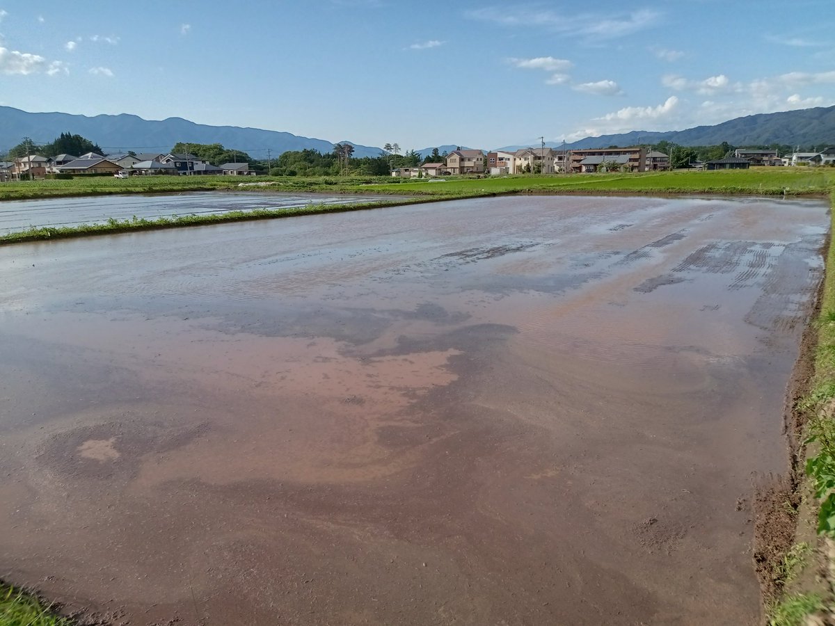 koike5043's tweet photo. 今までそばをまいていた二筆の農地を今年から水田へ。数十年水田にしていなかったので、三峰川ファームの社長が代かきをしてくれました。（素人の私では、手に負えない）いよいよ、明後日は、田植えだ😀 https://t.co/wOKWsRsWvh
