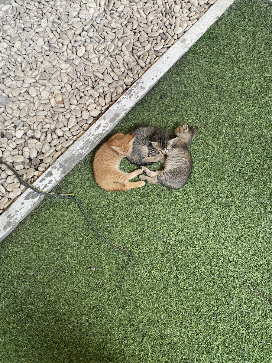 rraincloudy's tweet photo. info steril kucing di upn pls beranak pinak mulu e kasian jugaaa https://t.co/dKTCtCrUMi