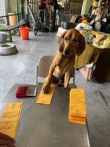 EyeTwinkling's tweet photo. 收到台灣偵搜犬協會的捐款收據了！
信封和謝卡上都蓋了厚實的狗腳印
腳印比貓的大上好多
能蓋得這麼清晰飽滿一定是超配合的

想拿到這個超可愛收據
捐款時記得選紙本發票喔 https://t.co/kFkDf4V4Bw