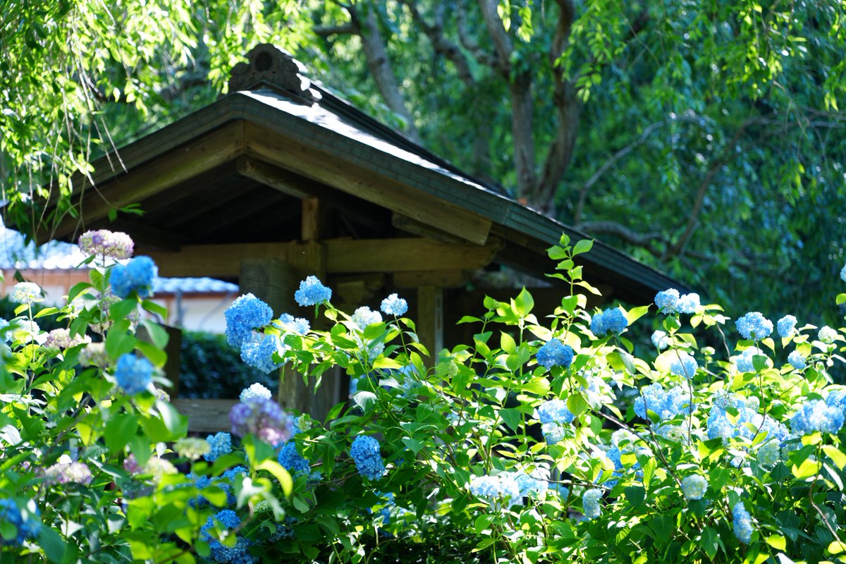 紫陽花 SONY #SEL2870GM w/ Kenko ZX C-PL ただひたすらに紫陽花を擦る