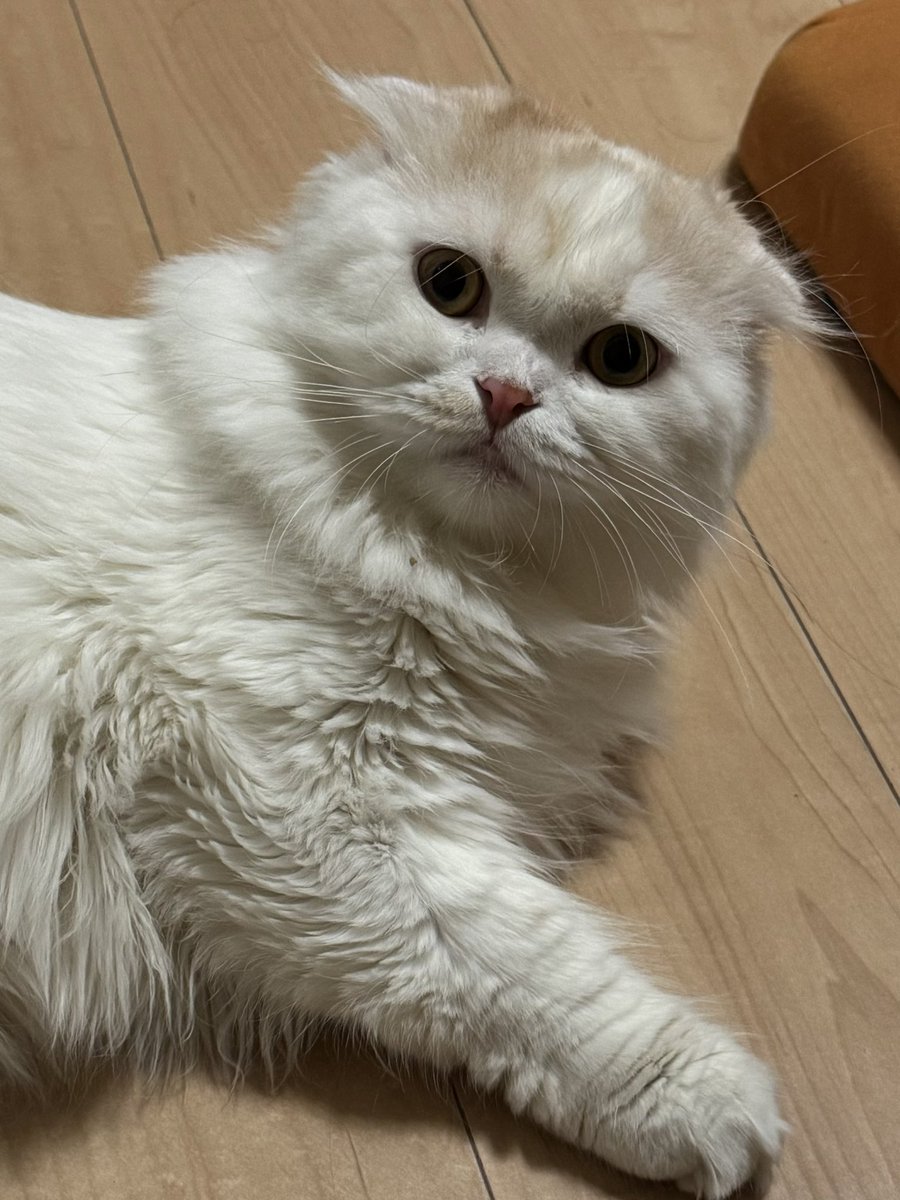 nagisa_7st's tweet photo. 軽ーくうちの猫の顔まわりの毛をカットしてみた！

スッキリ！ https://t.co/eQnWh3kFaa