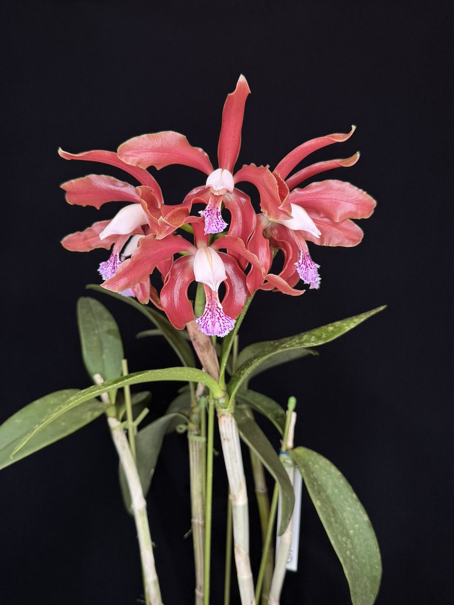 WakayamaOrchids's tweet photo. C.granulosa ‘Bulre Max’ (OG)
世界一美しいこの個体！
花びらは艶々ピカピカだね。
ブラジルではこのようにピカピカしているのは自然種の証とか。
まあ兎に角異質であり素晴らしいオーラを感じる後世に残したい花ですね。 https://t.co/fE3nEBmLaI