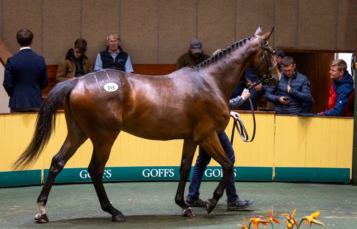 Goffs1866's tweet photo. Killeen Glebe's Lot 315, a Walk In The Park gelding out of Listed winner Ard Abhainn, is purchased by Gavin Cromwell for €185,000. 

#GoffsArkle https://t.co/lLAILjohb1