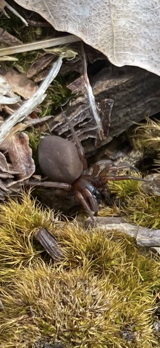 davidfirewater's tweet photo. @giveashitnature Hello, do you have any idea what spider this is? It’s in the UK in a field and is about 12mm long. Thanks! https://t.co/CdwpFe4Jz4
