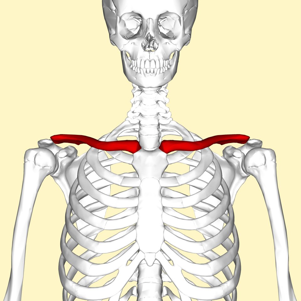 kagan5233's tweet photo. BONUS: klavikula uzunluğu high key breathing patternlerle ilişkili https://t.co/KUD7qEiCR8