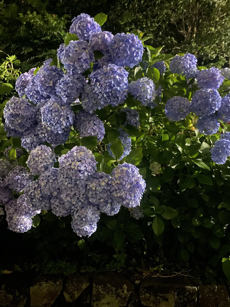 nakayamauri's tweet photo. 王子の線路沿いの紫陽花
今年もきれいでござったよ

明日から雲雲ツアー行ってくるでし
梅雨だけど晴れそう☀︎
各地でお会いしましょう☁️☁️
https://t.co/3WAHwy3lad https://t.co/GZpvPG1D7m