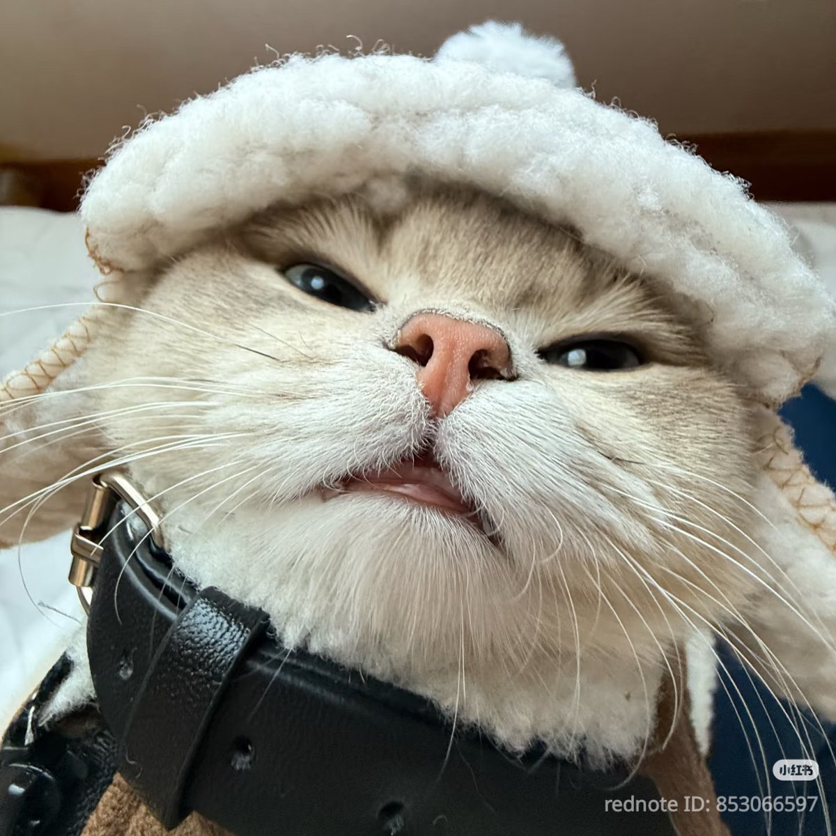 ชลน เอง tweet media