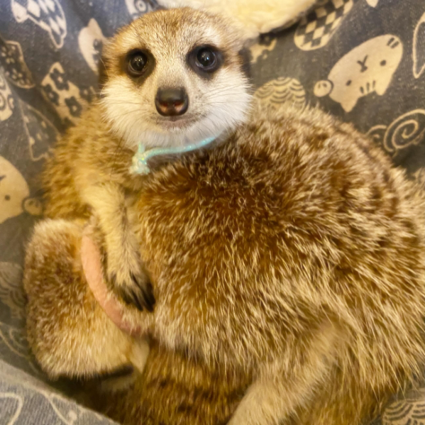 googoo_cafe's tweet photo. たらこおばあちゃんにぴったりくっついて、すっかり安心モードのだいくん🩵

甘えん坊なだいくんは、おばあちゃんのそばが大好き✨

ぎゅっと寄り添う姿からは、たらこおばあちゃんへの信頼と愛情が伝わってきます😊

吉祥寺・ミーアキャットカフェ googoo にて。

#ミーアキャット #ミーアキャットカフェgoogoo #吉祥寺
