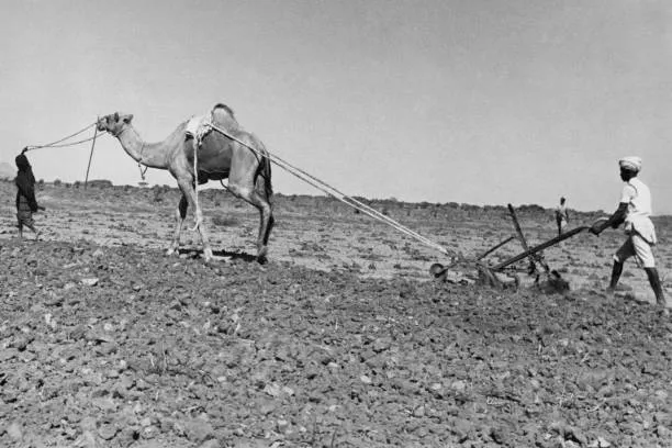 rhaplord's tweet photo. Camels in African History

Mauritania (20th cent.)
Sudan (270BC-360CE)
Egypt ( late 2nd–early 3rd century CE)
Algeria (1895)
https://t.co/z66jJZHQjF https://t.co/290Su1o5UF