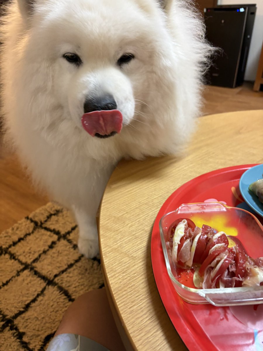 samoyedsunny's tweet photo. パパの晩飯狙っとる👅 https://t.co/w1HotTO1HB