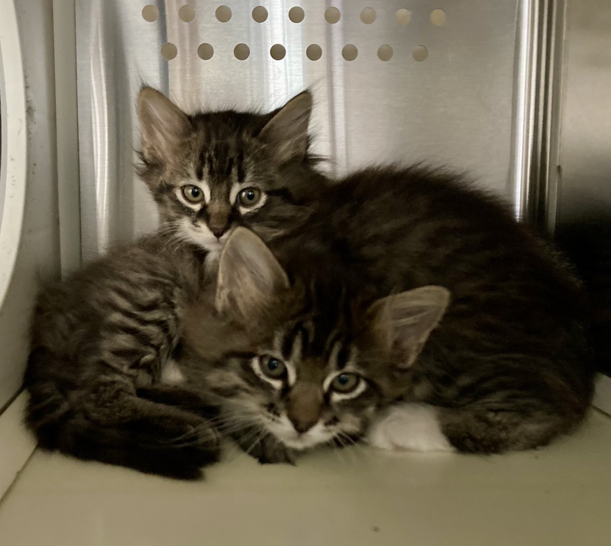 DDAF_org's tweet photo. This fluffy feline family was discovered near a barn in Brighton, Colorado, and recently arrived at @FelineRock26213 thanks to the compassionate intervention of a member of our medical team. DDAF's support helps with care and spay/neuter. https://t.co/79KHbuWrQW