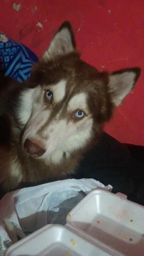 AlertaMePerdi's tweet photo. #PERDIDO #GUAYAQUIL
Nombre: #Denji
Fecha: 2026-06-10
Sector: Sur, Cooperativa Luis Vargas Torres, José de la Cuadra, zona antes de los Claveles
Sexo: Macho
Raza: Husky siberiano
Observación: Manchita un poquito clara en la nariz
Contacto: 0962771389
#AlertaMePerdí https://t.co/aqxOIrkMk7