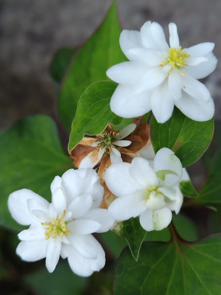 Alien_a's tweet photo. ドクダミの花
一重もいいけど、やはり個人的には八重が華やかに感じる。
生まれて間もない若カマキリが逃げていく。小さき者はいとろうたしよ
夜も良い。
ドクダミの葉は夜闇に同化するも、白い花だけがぼんやりと月光を反射して、地の夜に咲く星のよう。
まあその、花が枯れたら抜くんですが https://t.co/aGKftKDpwl