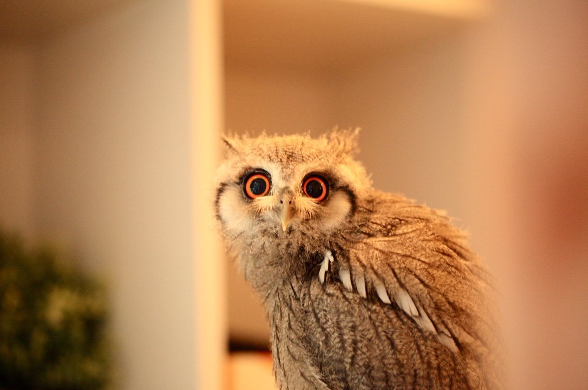 wy636's tweet photo. ｵｯ
#フクロウカフェ https://t.co/3PB6FUmQsz