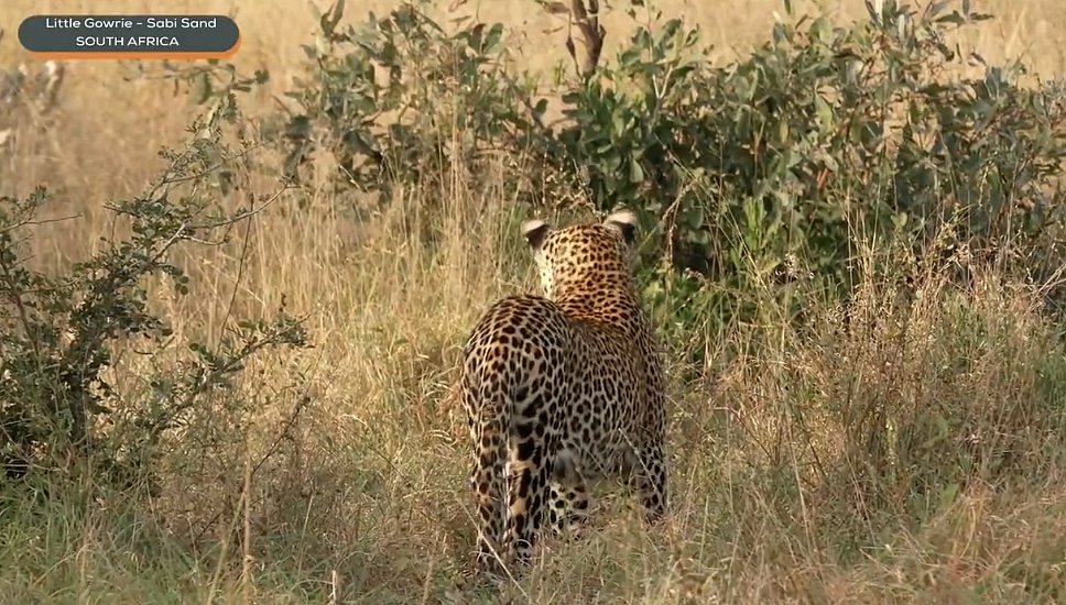 elize_roets's tweet photo. All these times he is left alone it is good times for him to learn how to hunt and how to be on his own  #Wildearth https://t.co/amLRe86WZy