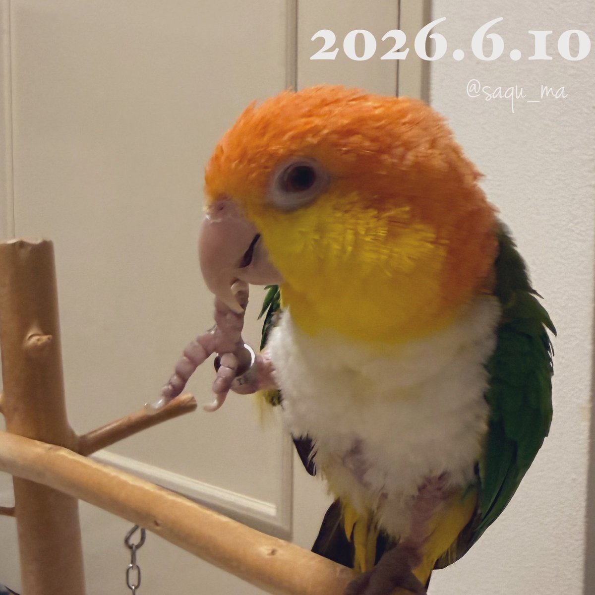 saqu_ma's tweet photo. 本日のぼっちゃま。 https://t.co/pnJtmuSpWb